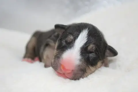 Bull Terrier Miniature  Chiot N°2 De L'Eternel De Gay 82f08