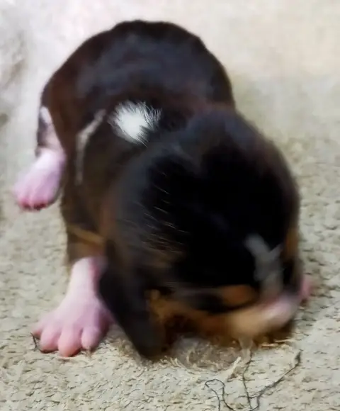 Basset Artesien Normand  Chiot N°5 Des Terres Du Doux 031eb
