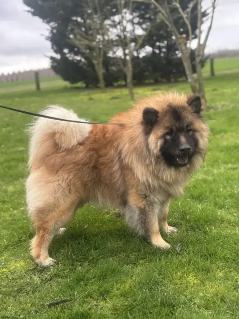 Eurasier  Appy Des Marais De Courmont photo 3