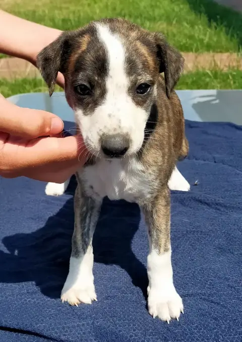 Whippet  Chiot N°5 Des Terres Du Doux Lieu