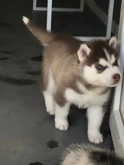 Siberian Husky  Collier Bleu Of The Southern Mountain 9b101 photo 2