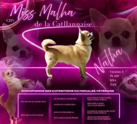 Chihuahua  Barbie Girl Degli Angeli E Demoni photo 3