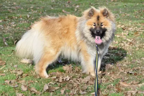Eurasier  Balsa Des Marais De Courmont photo 2