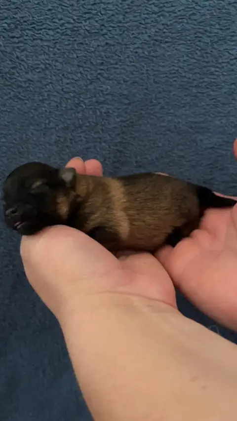 Volpino Italiano  Chiot 1 De La Petite Montagne Couro 47996