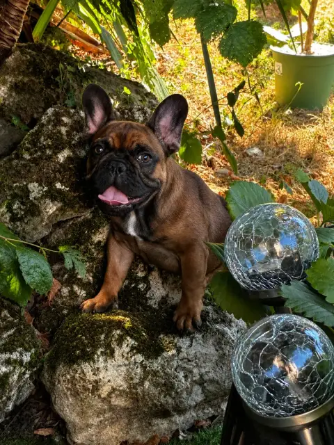 Bouledogue Français  Baron The Kingdom Of The Little  2bc09
