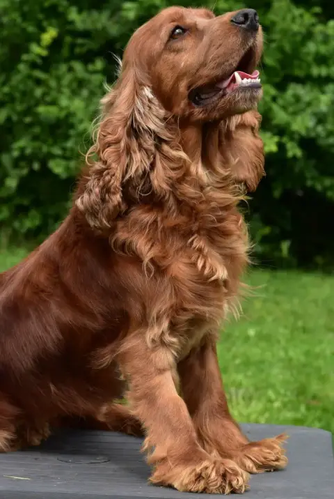 Cocker Spaniel Anglais  Ussia D'Oup-