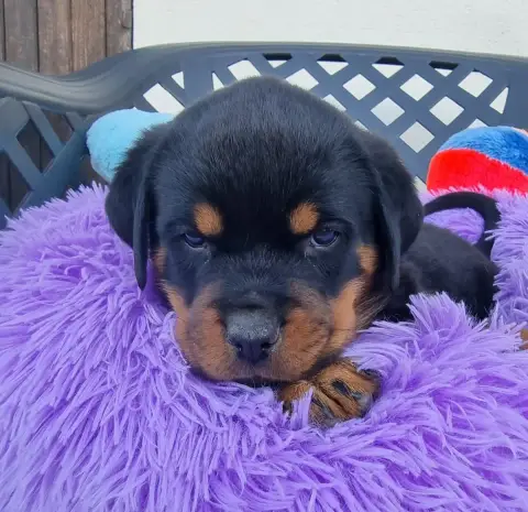Rottweiler  Beauty De L'Arbre Des Batailles photo 2