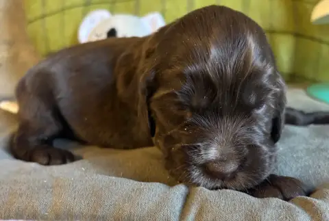 Cocker Spaniel Anglais  B..... Des Etangs De Dame Bla 4571c