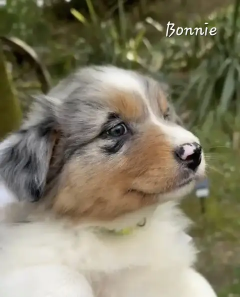 Berger Australien  Bonnie photo 2