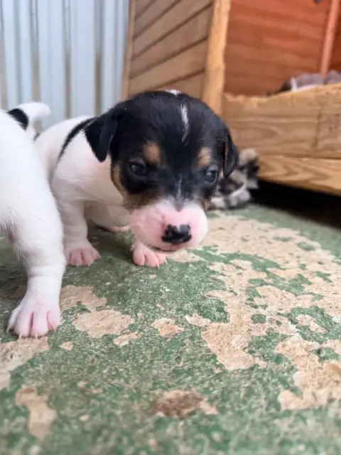 Jack Russell Terrier  Black Jack Des Niglots Du Gard 07de0