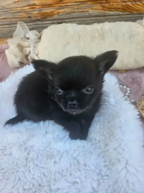 Chihuahua  Chiot N°4 Du Hameau De Selcra