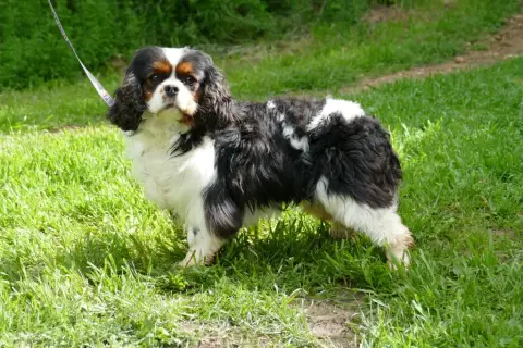 Cavalier King Charles Spaniel photo 3