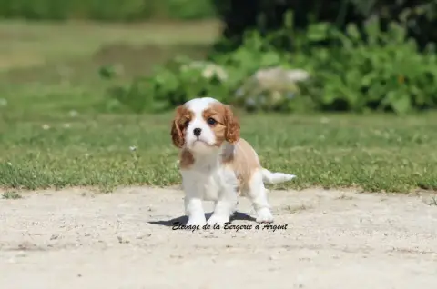 Cavalier King Charles Spaniel  Bellflower De La Berge 60f6f