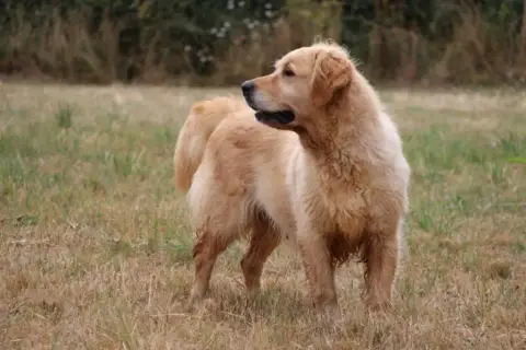 Golden Retriever  Chiot N°11 Du Haut De La Girauderie bff3d photo 2