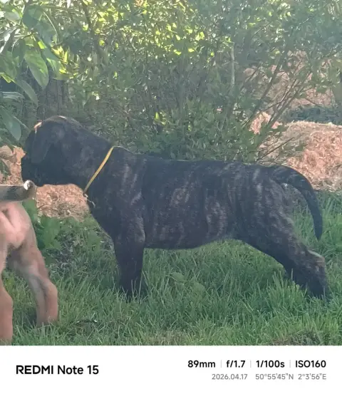 Bullmastiff  Brooke Du Domaine De Mc Queen photo 2