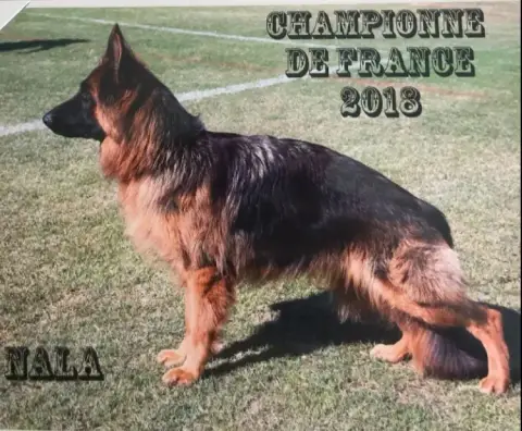 Berger Allemand Poil Long  Blanc De La Vallee D'Albio 1dbc0 photo 3