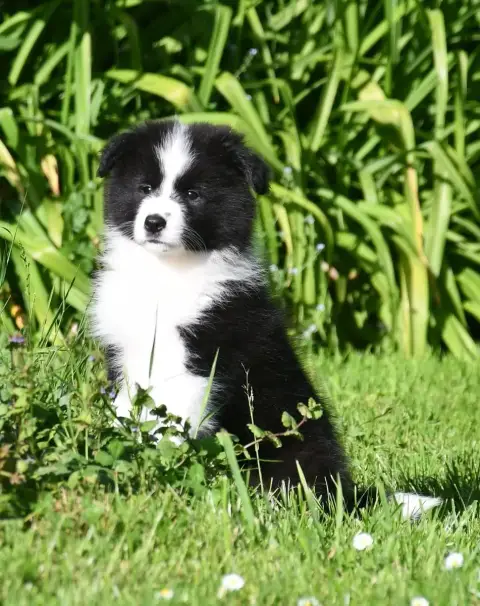 Border Collie  Garçon 1 Of Pacific Spirit
