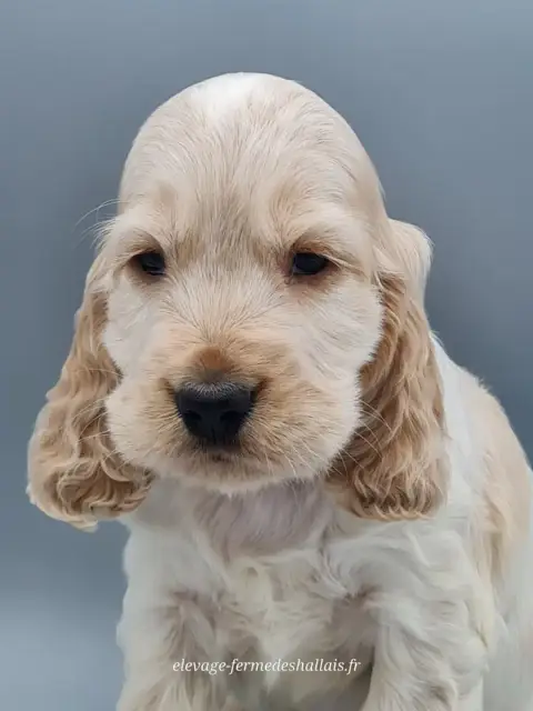 Cocker Spaniel Anglais  Basil Du Mont De La Chenaie 4c69e