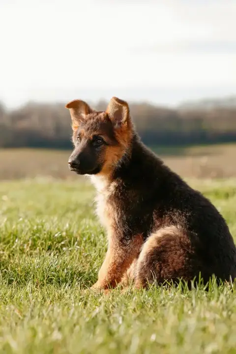 Berger Allemand  Chiot N°3 Feeling Cottage photo 2