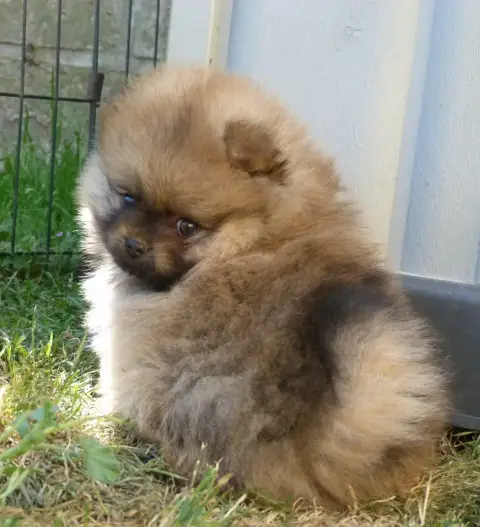 Spitz Allemand  Bea Des Petits Ecureuils