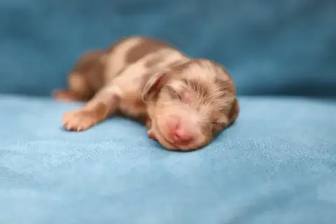 Teckel Poil Long 
                        Chiot 4 She c698f photo 2