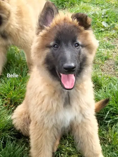 Berger Belge  Chiot 3 Elevage De L'Espoir Du Berger 18058 photo 3