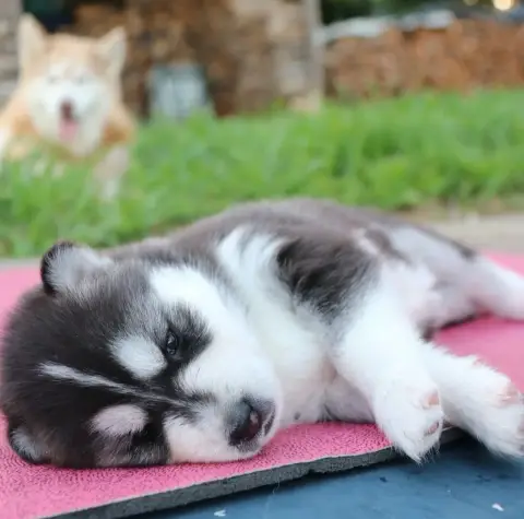 Siberian Husky  Bulma Gold Of Wolf photo 3
