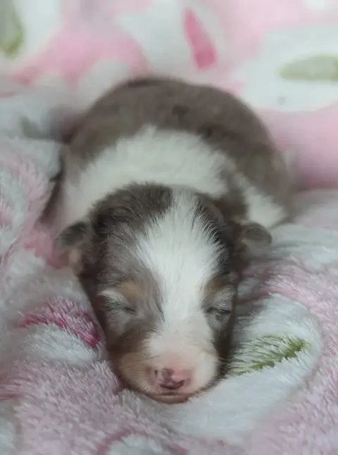 Shetland Sheepdog  Chiot N°3 Du Royaume De La Petite  c69c7
