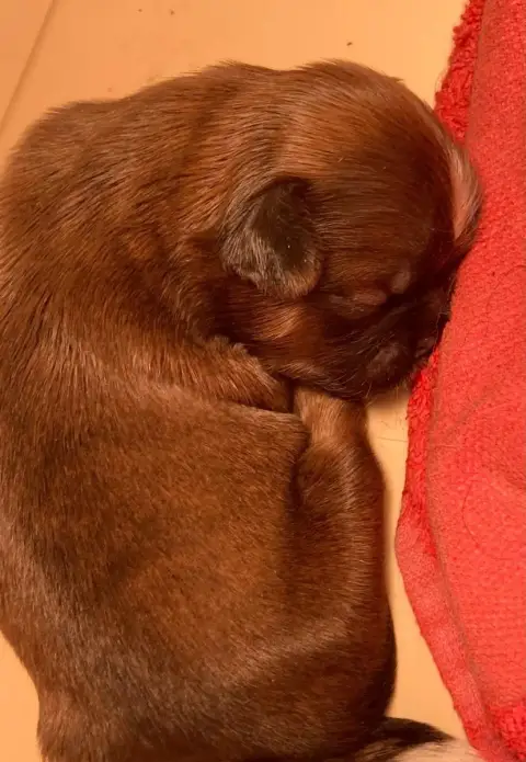 Shih Tzu  Bb2 D'Imperial Khan-