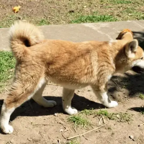 Chiots Akita Inu Lof (Derniers !)
