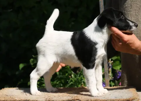 Adopter Fox Terrier Poil Lisse 
                        Barba 8c49a