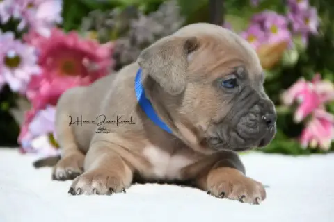 Cane Corso  Chiot N°3 I Have A Dream
