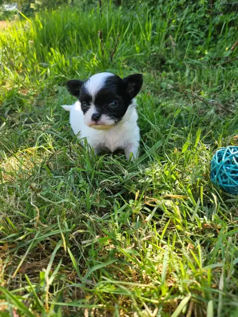 Chihuahua  Bingo Du Hameau De Selcra photo 2