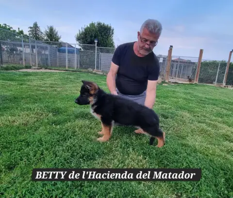 Berger Allemand  Betty De L'Hacienda Del Matador photo 2