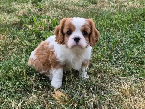 Cavalier King Charles Spaniel  Brioche De Paline