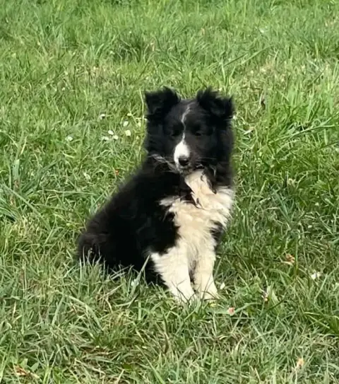 Shetland Sheepdog  Bisangxia Bi Du Vent Des Moissons bb810