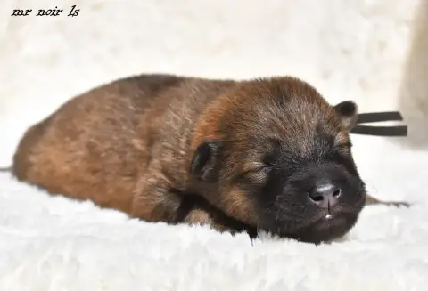 Eurasier  Chiot 7 Des Legendes De Retz
