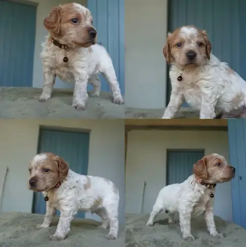 Adopter Epagneul Breton 
                        Chiot 8 Du D 8c5c7