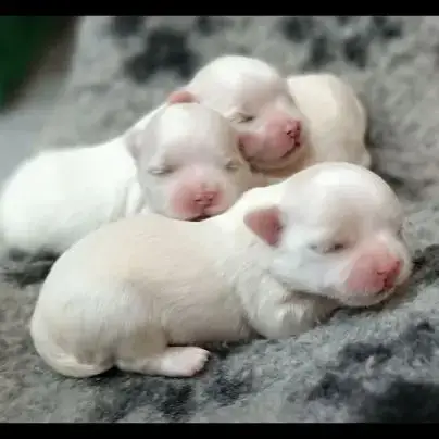 Bichon Maltais