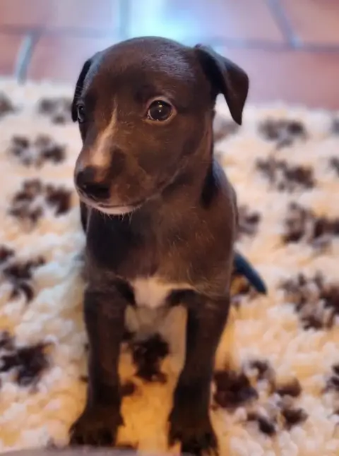 Whippet  Blake Saint Jean Des Trois Vallees