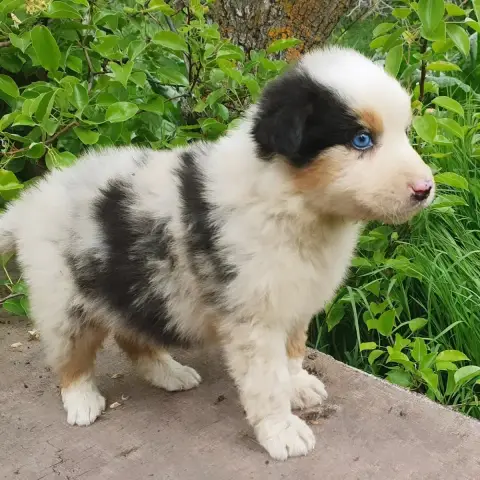 Berger Australien  Chiot N°6 Bleu Merle De La Campagn e519f photo 2
