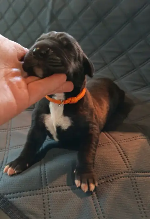 Dogue Allemand  Chiot N°7 Des Terres Du Grazo