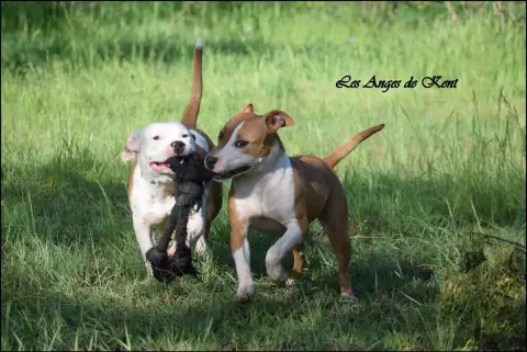 American Staffordshire Terrier  M6 Answer The Wish Of 9439f photo 3
