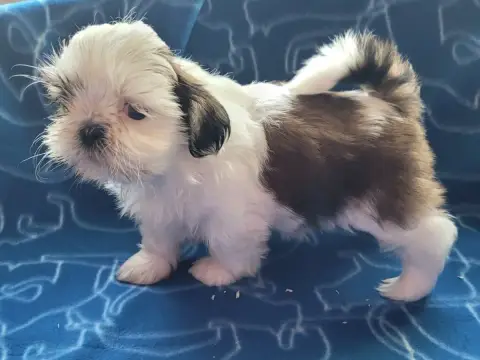 Shih Tzu photo 3