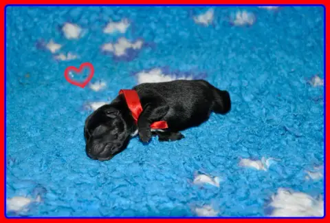 Staffordshire Bull Terrier  B............... Solfarin 376de