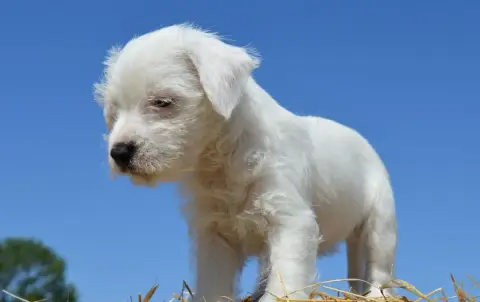 Parson Russell Terrier 
                        Baboo dd24d photo 3