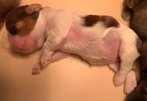 Shih Tzu  Bb4 D'Imperial Khan- photo 3