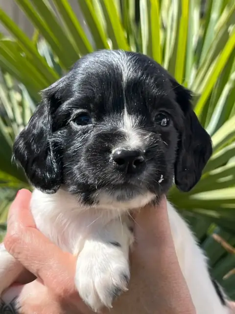 English Springer Spaniel  Chiot N°7 De Torlhak