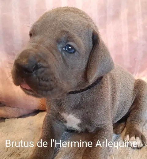 Adopter Dogue Allemand 
                        Brutus De L'H 58efe
