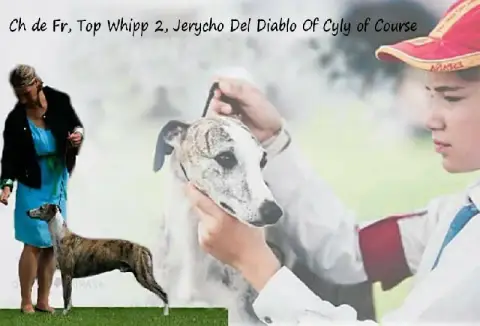 Whippet  Bailey De Lev'Horse photo 3